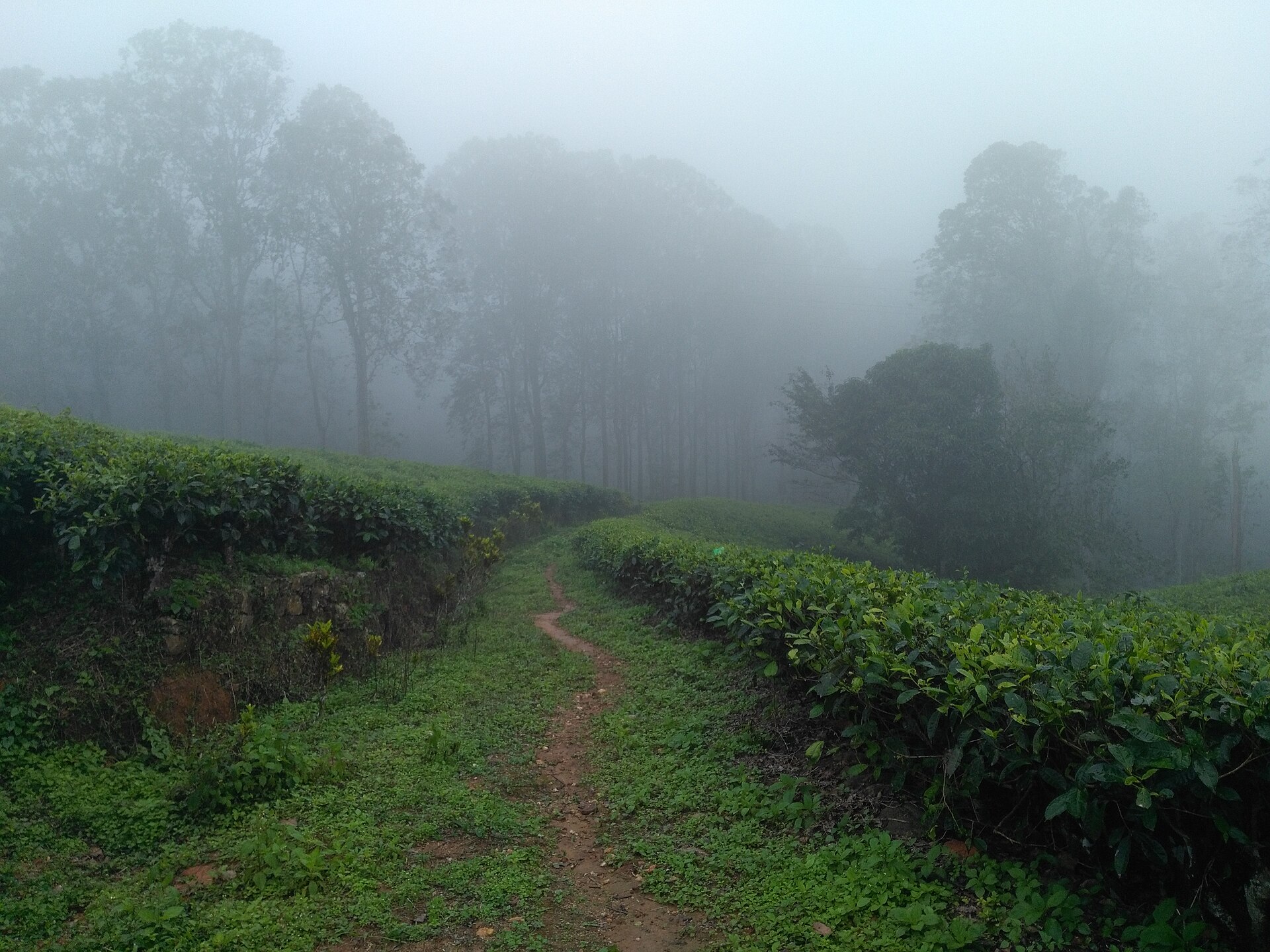 Nuwara Eliya